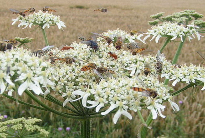 Nektar für Alle! Schwebfliegen auf Blume